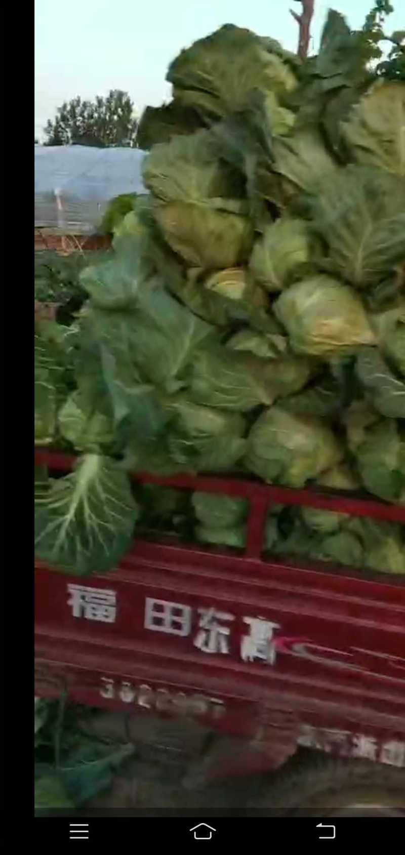 优質甘藍