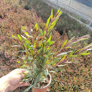 千鸟花山桃草千鸟花杯苗山桃草杯苗云南基地直供