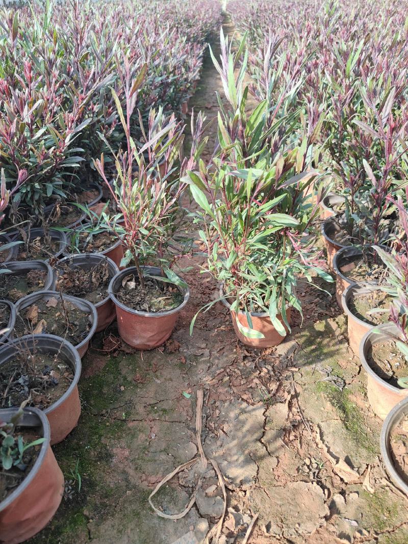 千鸟花山桃草千鸟花杯苗山桃草杯苗云南基地直供