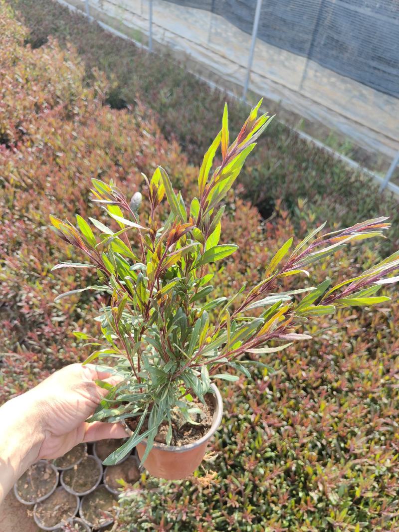 千鸟花山桃草千鸟花杯苗山桃草杯苗云南基地直供