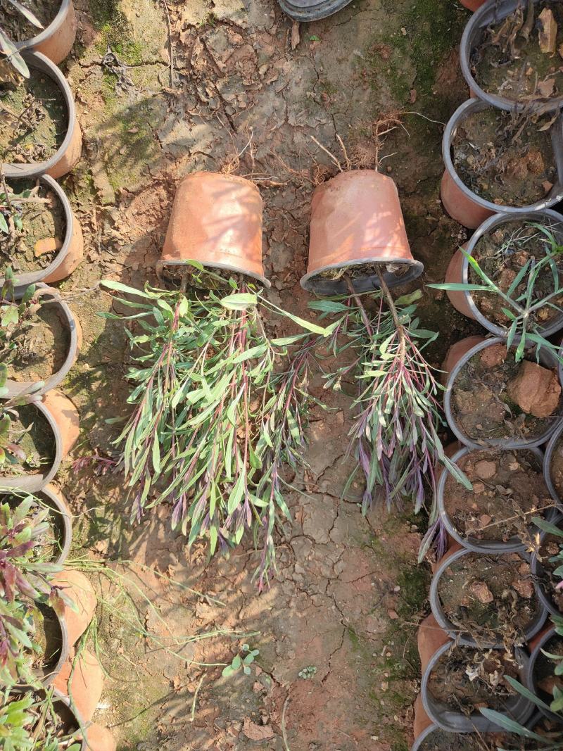 千鸟花山桃草千鸟花杯苗山桃草杯苗云南基地直供