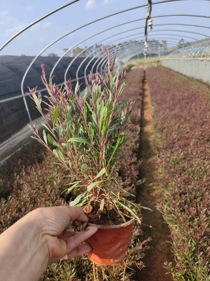 千鸟花山桃草千鸟花杯苗山桃草杯苗云南基地直供