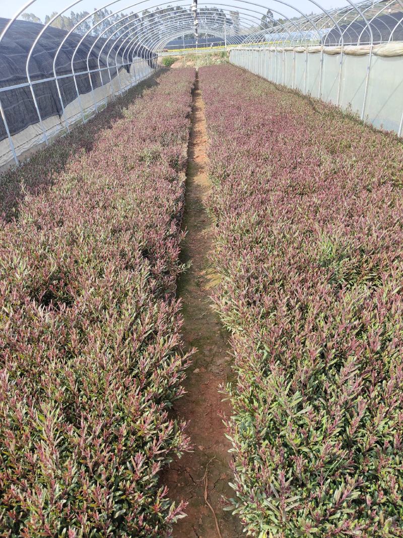 千鸟花山桃草千鸟花杯苗山桃草杯苗云南基地直供