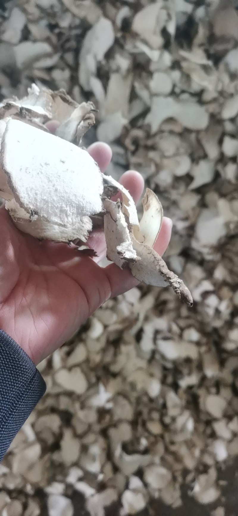 江西野生棉萆薢片/欢迎广大药商实地考察选购