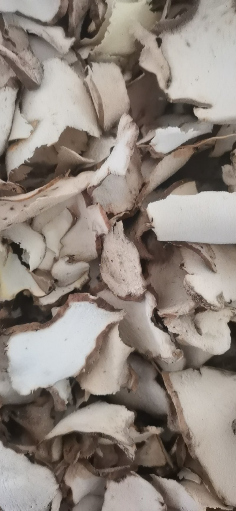 江西野生棉萆薢片/欢迎广大药商实地考察选购