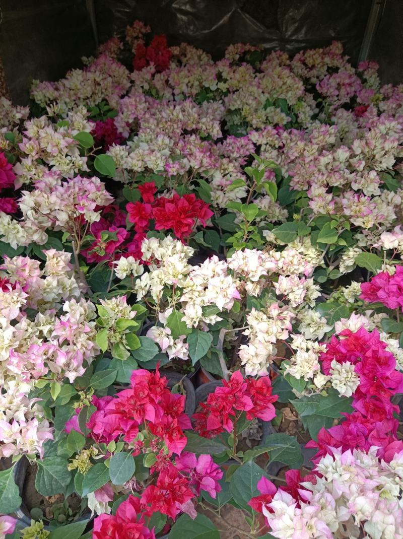 三角梅花/多种颜色/品相优/基地发货/大量出货量大优惠