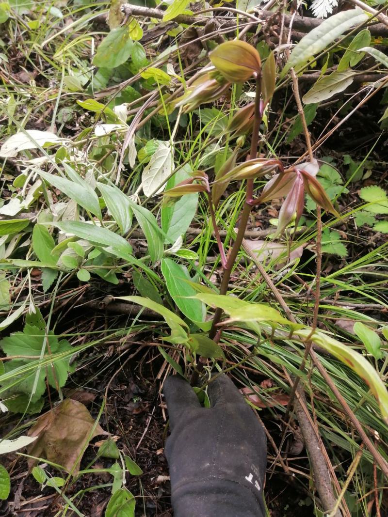 万寿竹，万寿竹苗白龙须、白毛七、白毛须、百尾笋