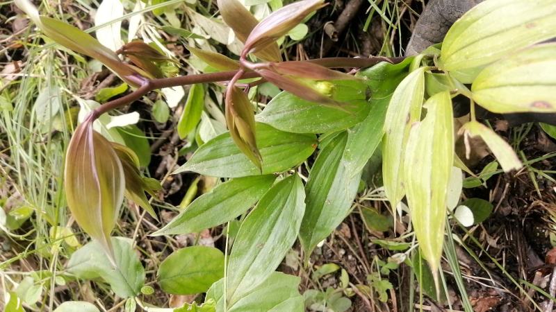 万寿竹，万寿竹苗白龙须、白毛七、白毛须、百尾笋