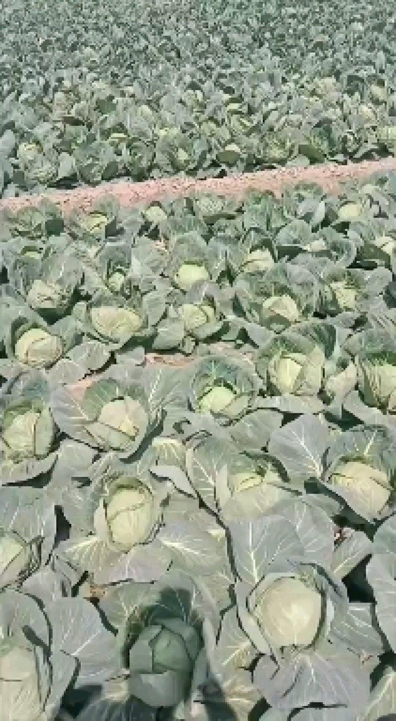 包菜有货要的联系