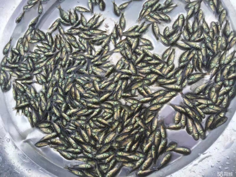 鲫鱼夏花苗种中科三号银鲫寸片乌仔大片鱼苗