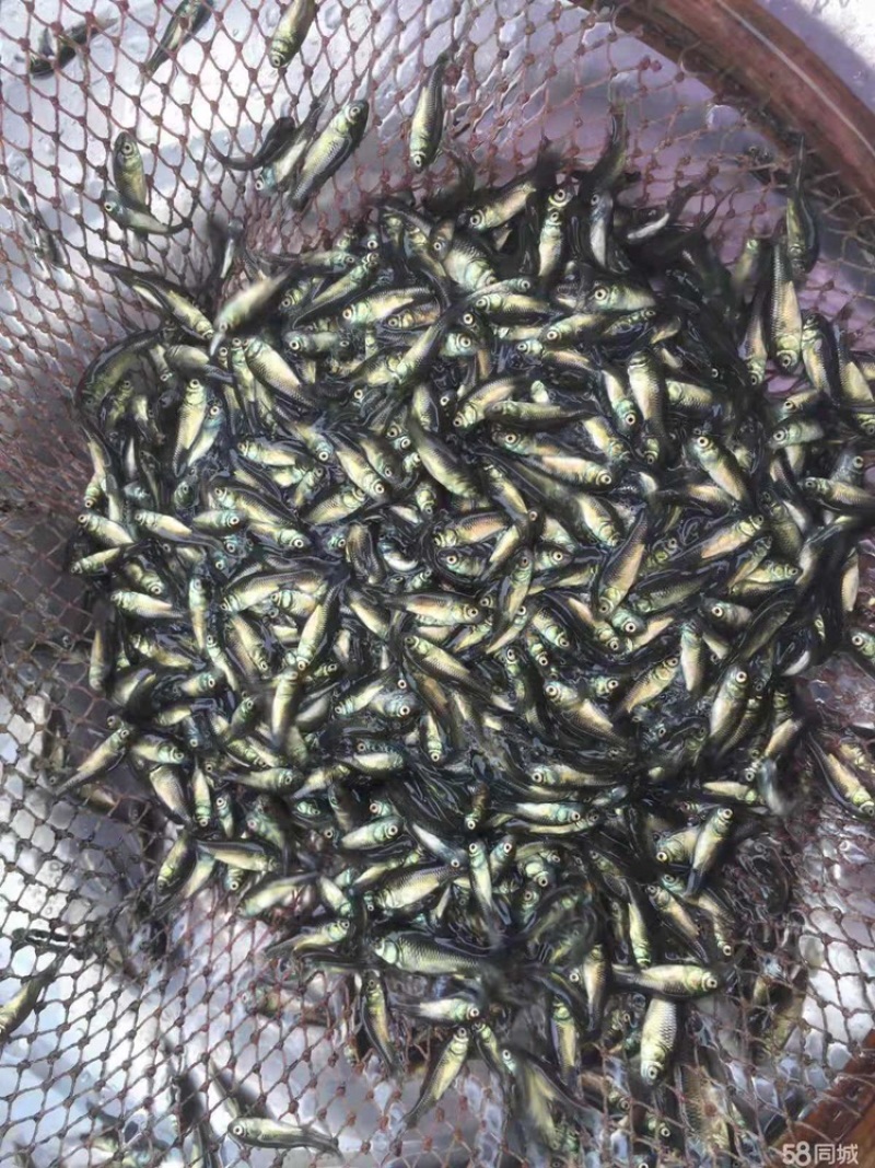 鲫鱼夏花苗种中科三号银鲫寸片乌仔大片鱼苗
