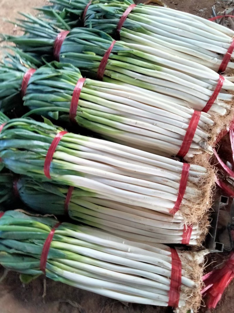 长白净葱有货要的联系