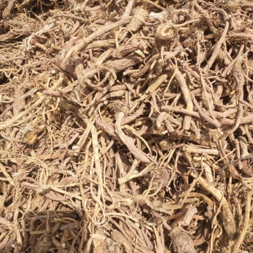 前胡干品，亳州近杰中药材种植有限公司常年购销前胡干品
