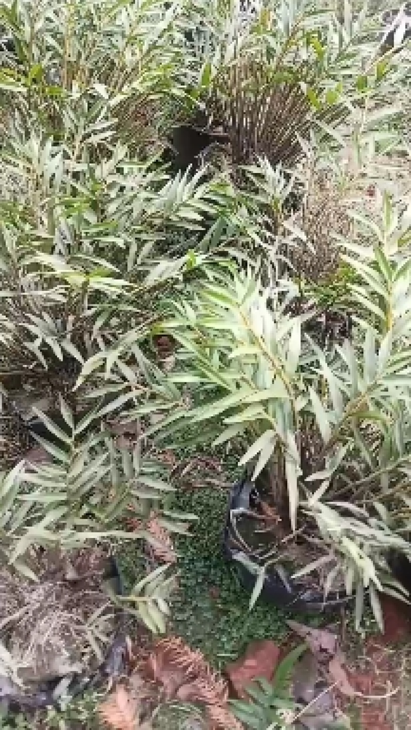 夹江叠鞘石斛基地货，产品齐全，有需要的老板可以联系我