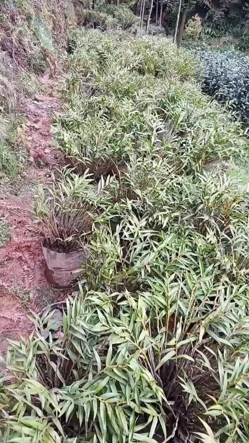 夹江叠鞘石斛基地货，产品齐全，有需要的老板可以联系我