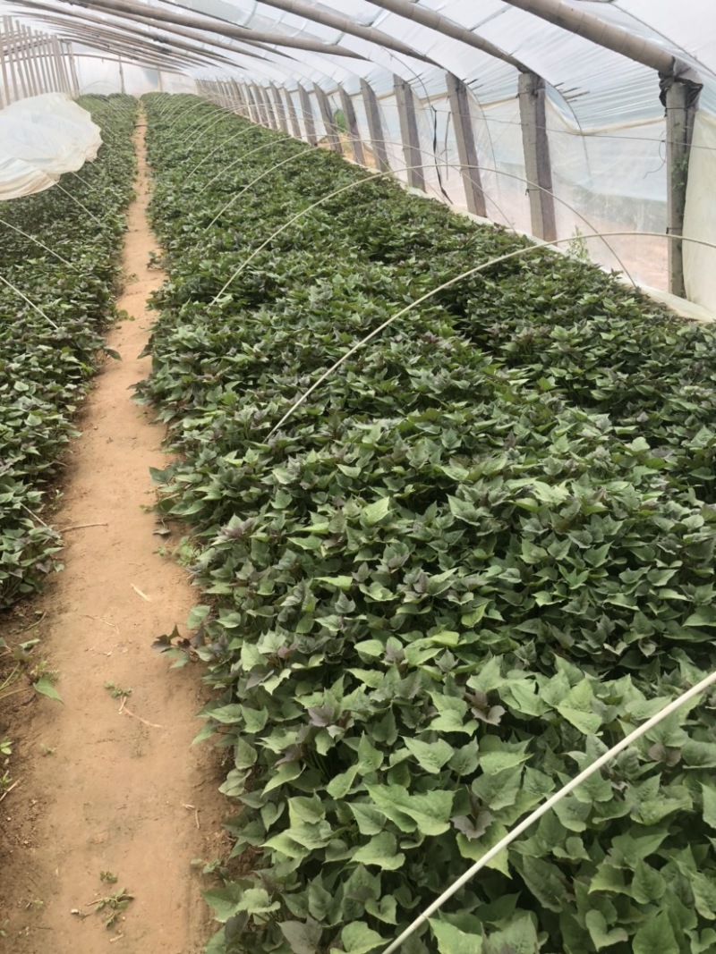 白哈密红薯苗、白哈密地瓜苗、白蜜薯苗、白哈密大田苗