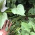 白哈密红薯苗、白哈密地瓜苗、白蜜薯苗、白哈密大田苗