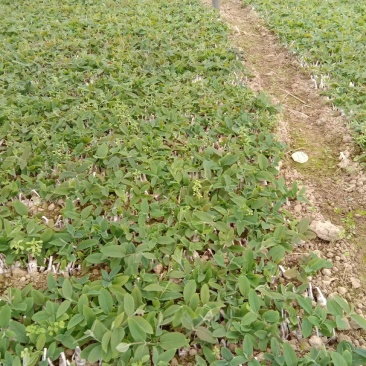 湘雷金银花嫁接树苗