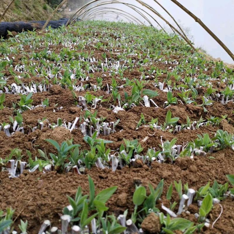 湘雷金银花嫁接树苗