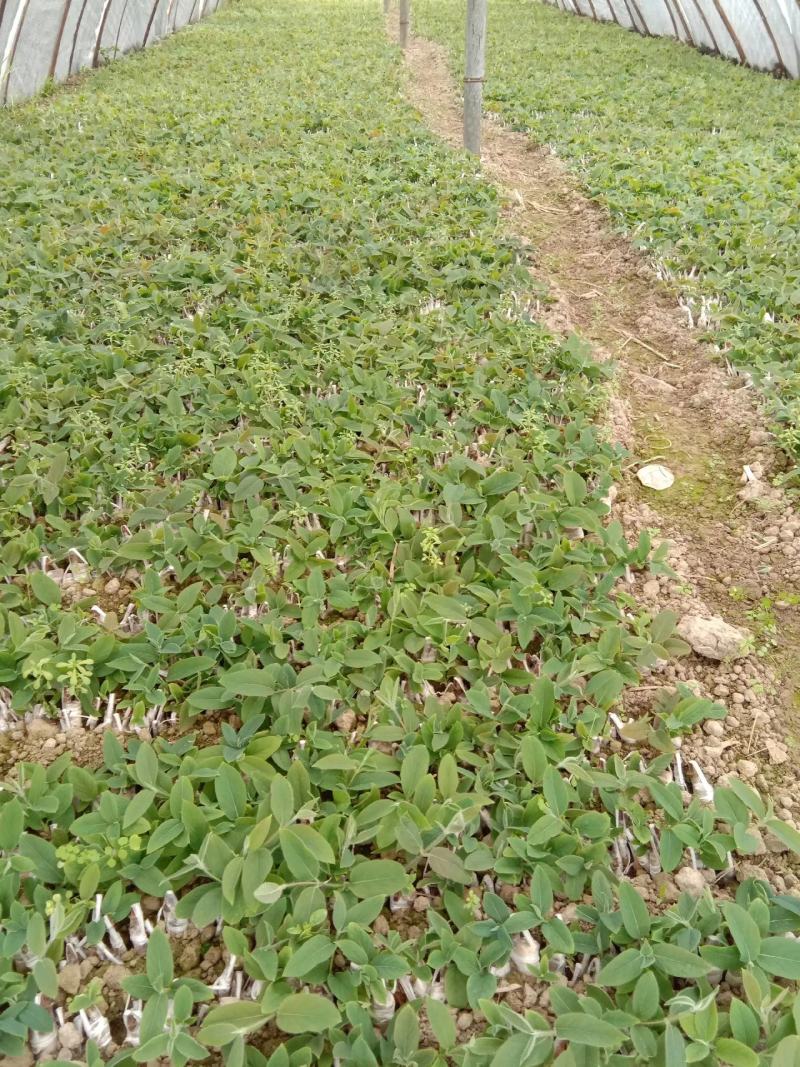 湘雷金银花嫁接树苗