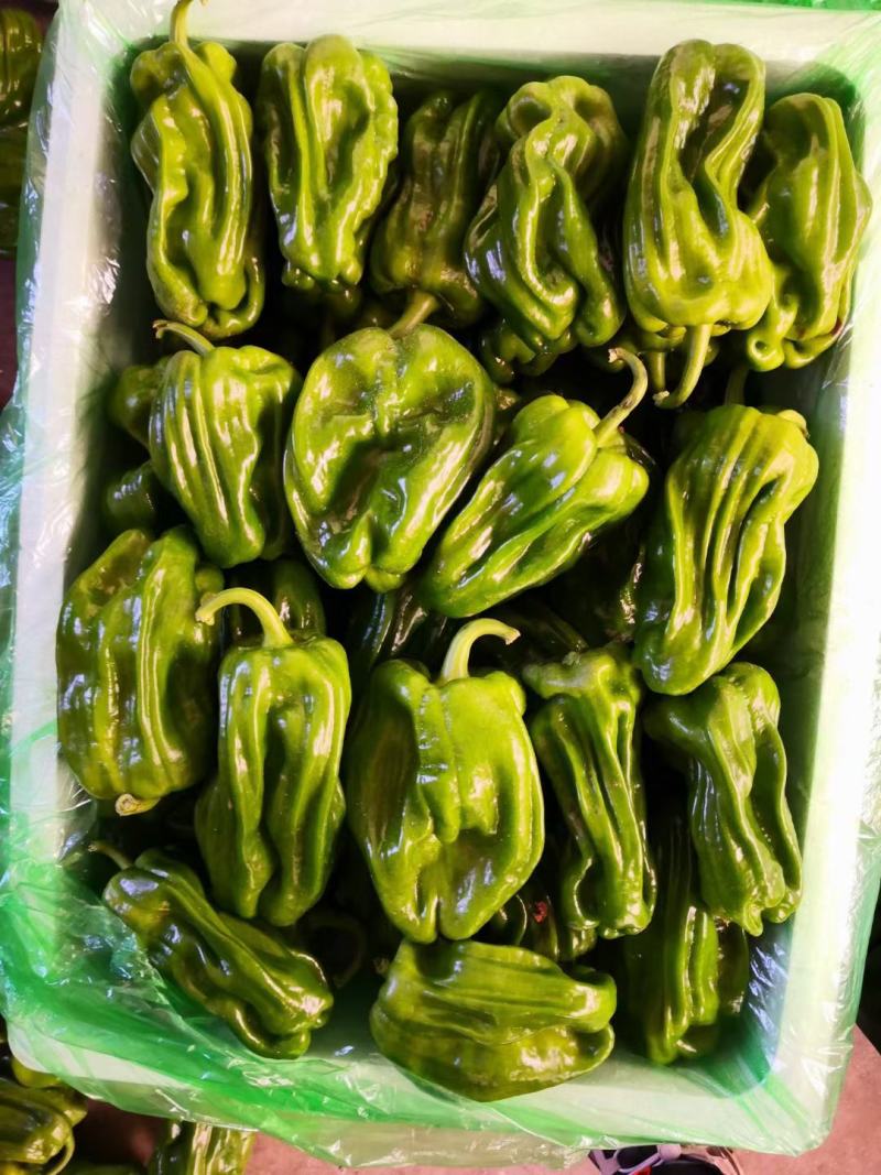 黑茄子！油豆！白豆！尖椒！白圆茄！麻辣椒