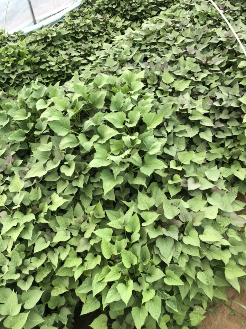 玛莎丽红薯苗、玛莎丽地瓜苗、玛莎丽薯苗、玛莎丽、红薯苗、