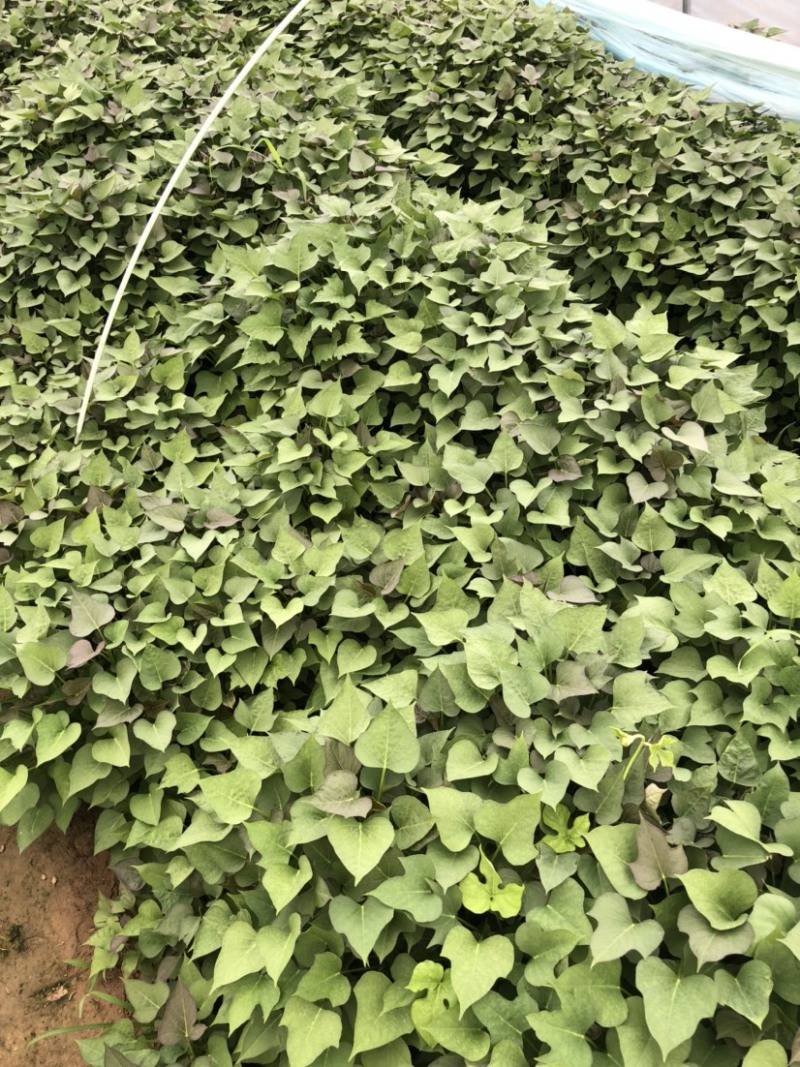 玛莎丽红薯苗、玛莎丽地瓜苗、玛莎丽薯苗、玛莎丽、红薯苗、