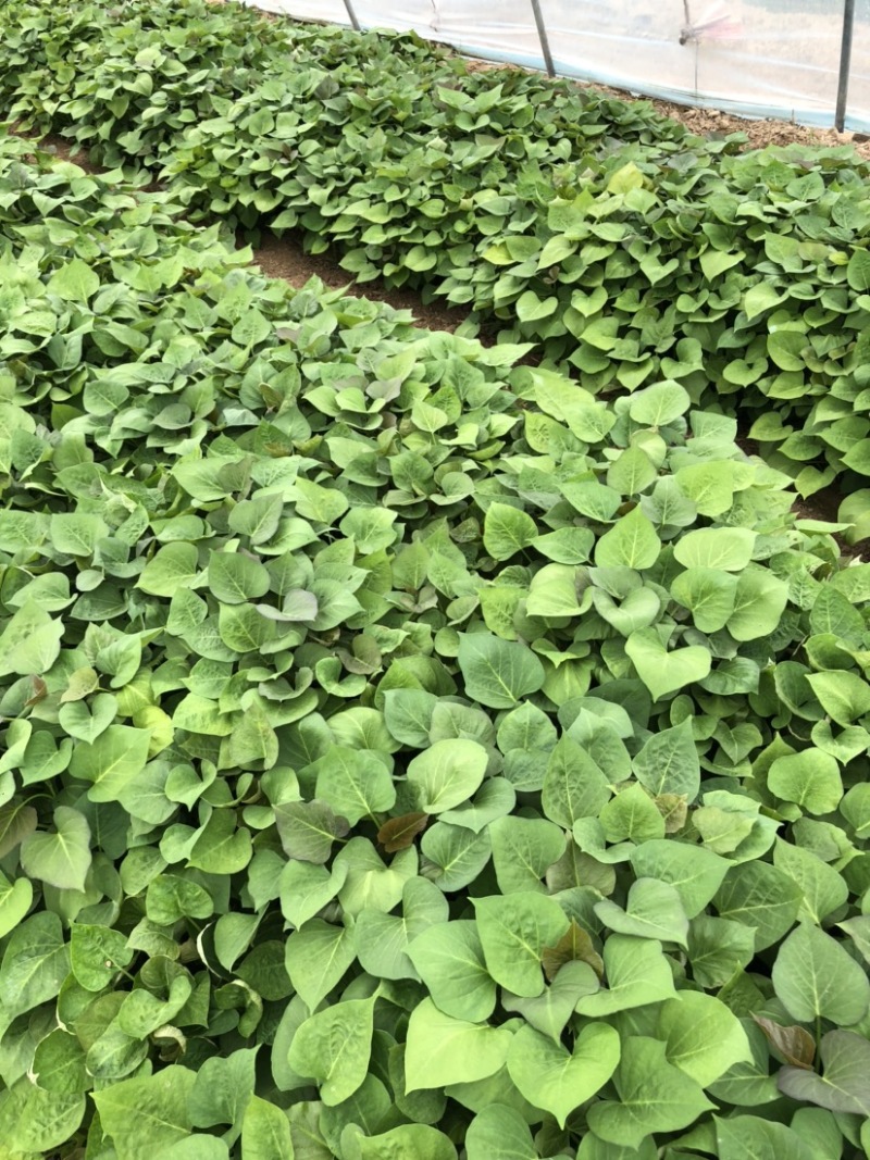 玛莎丽红薯苗、玛莎丽地瓜苗、玛莎丽薯苗、玛莎丽、红薯苗、