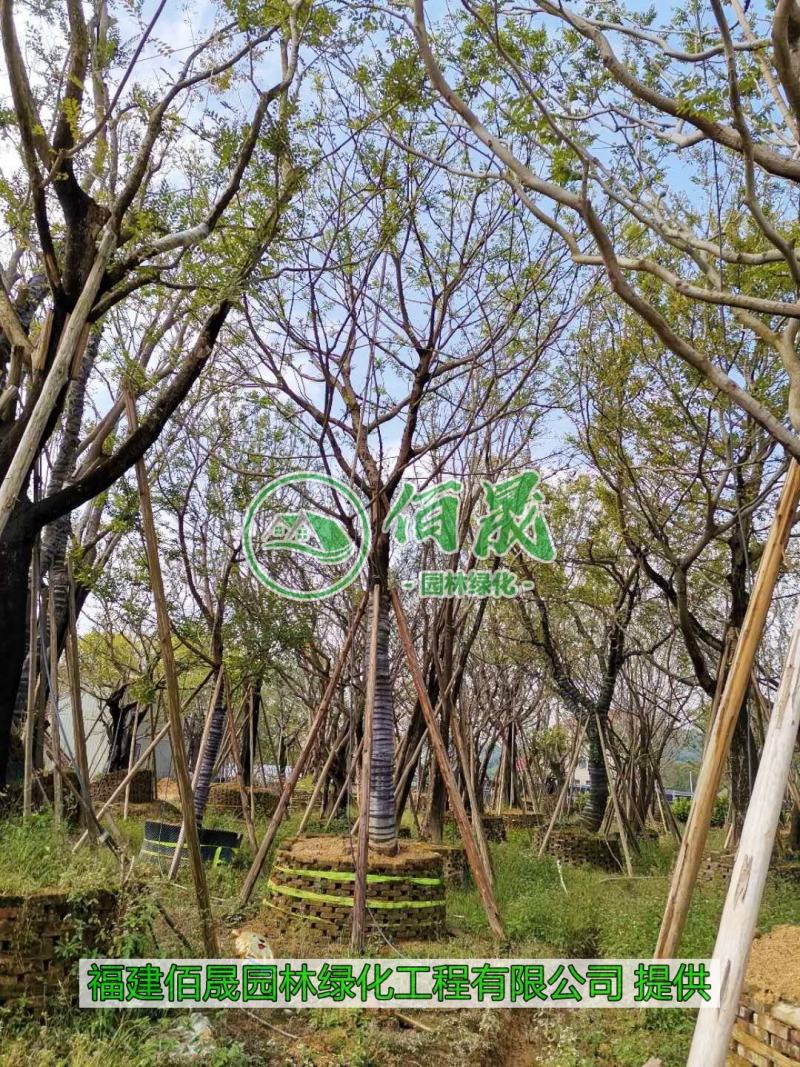 漳州朴树批发价格、福建大量供应丛生朴树、朴树种植基地