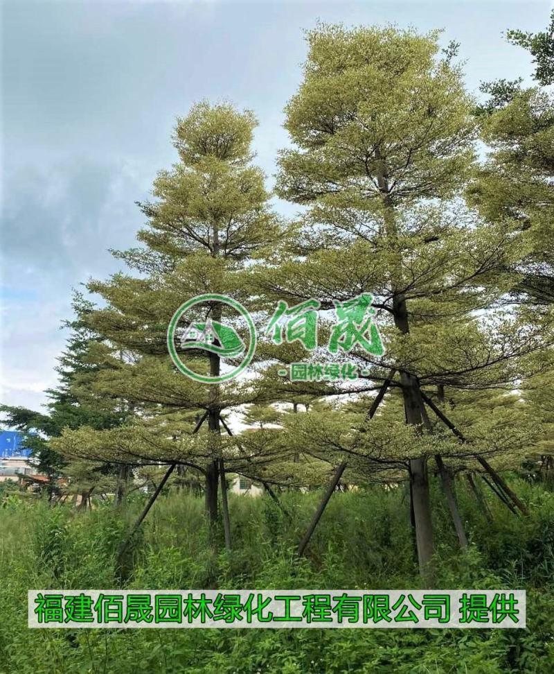 漳州锦叶榄仁批发价格、大量供应锦叶榄仁、锦叶榄仁种植
