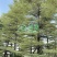 漳州锦叶榄仁批发价格、大量供应锦叶榄仁、锦叶榄仁种植