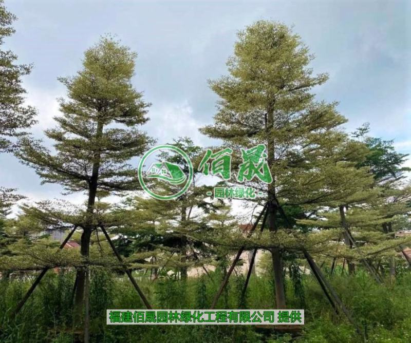 漳州锦叶榄仁批发价格、大量供应锦叶榄仁、锦叶榄仁种植