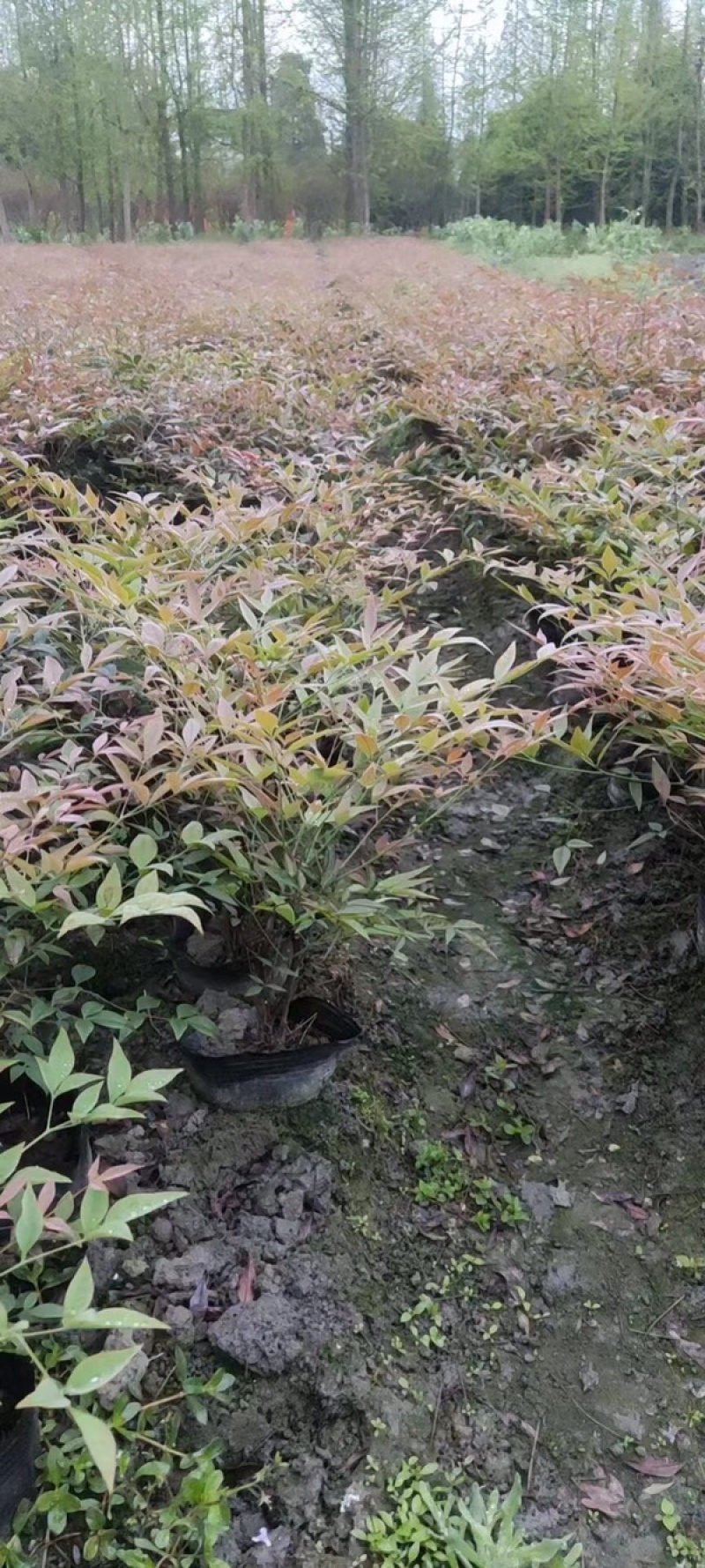 南天竹价格低，成都南天竹基地，南天竹自家苗圃