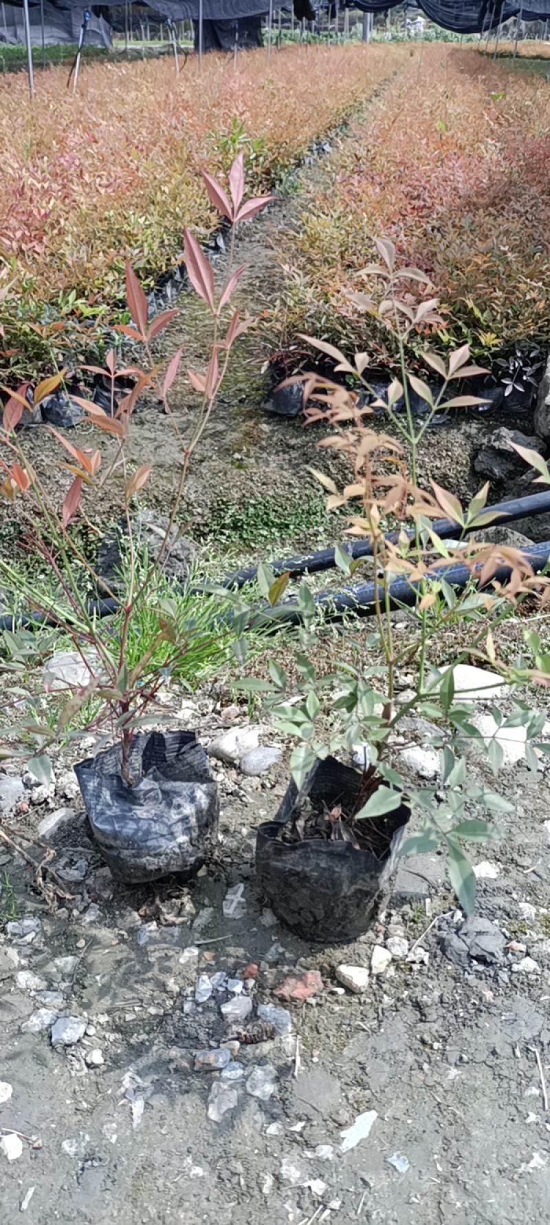 南天竹价格低，成都南天竹基地，南天竹自家苗圃