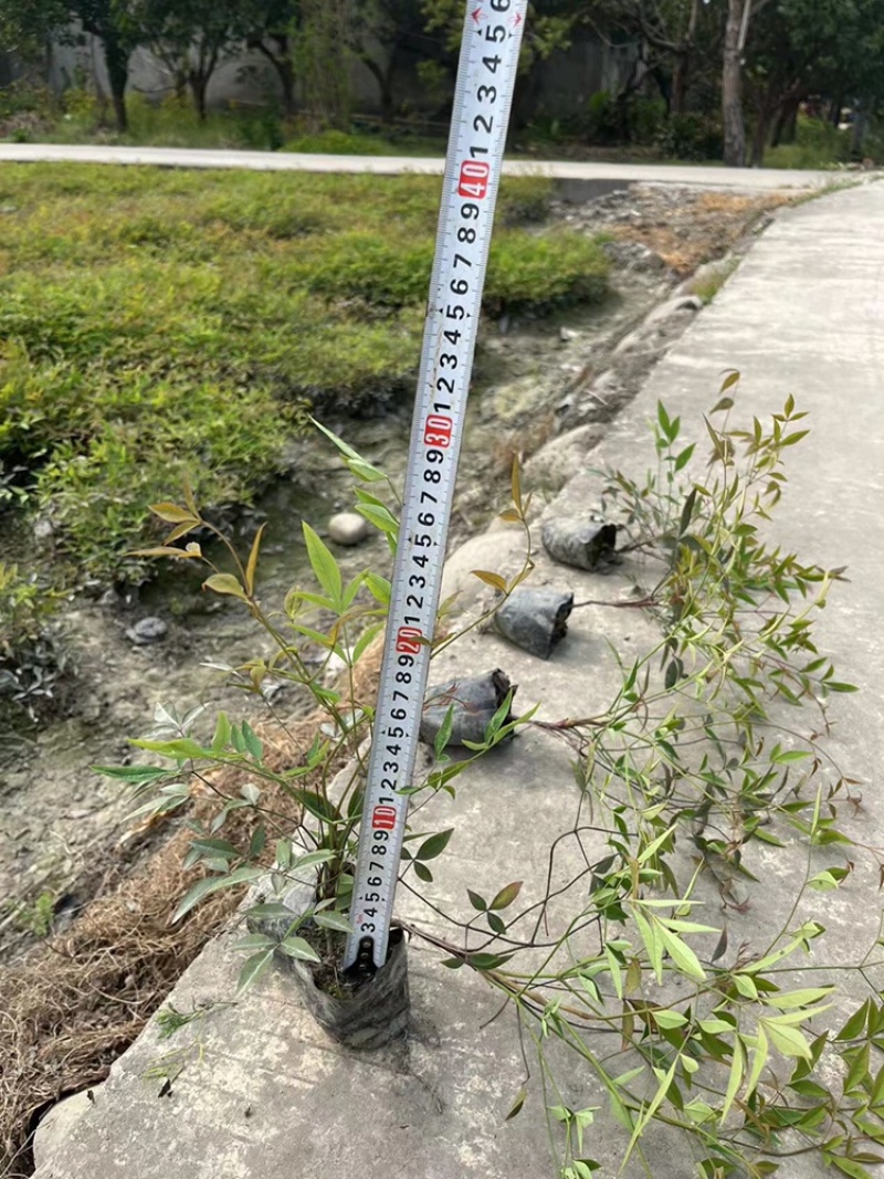 南天竹价格低，成都南天竹基地，南天竹自家苗圃