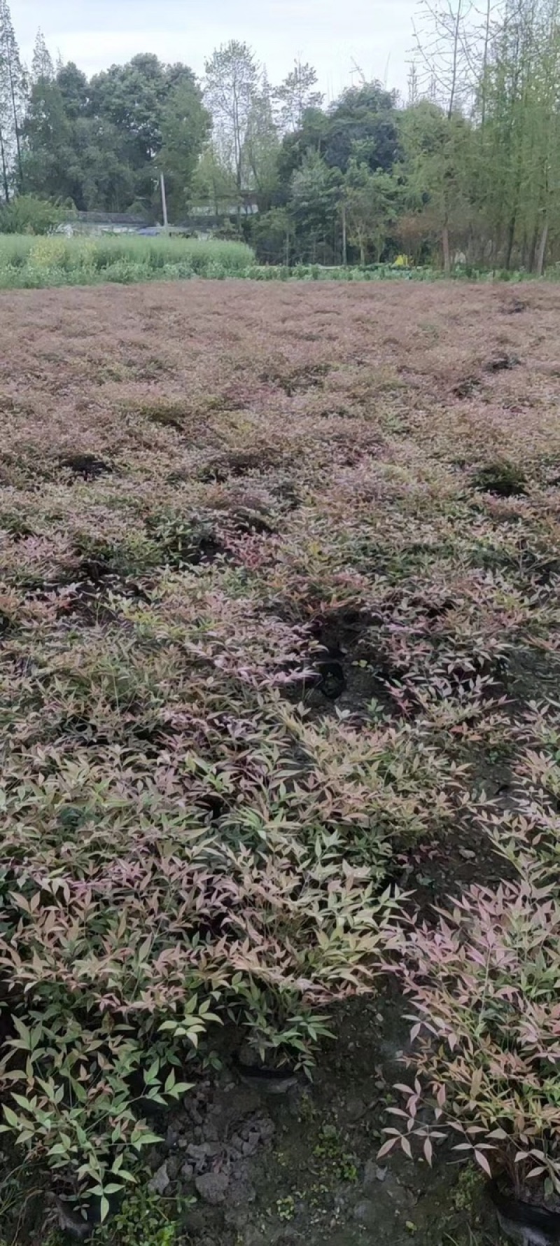南天竹价格低，成都南天竹基地，南天竹自家苗圃