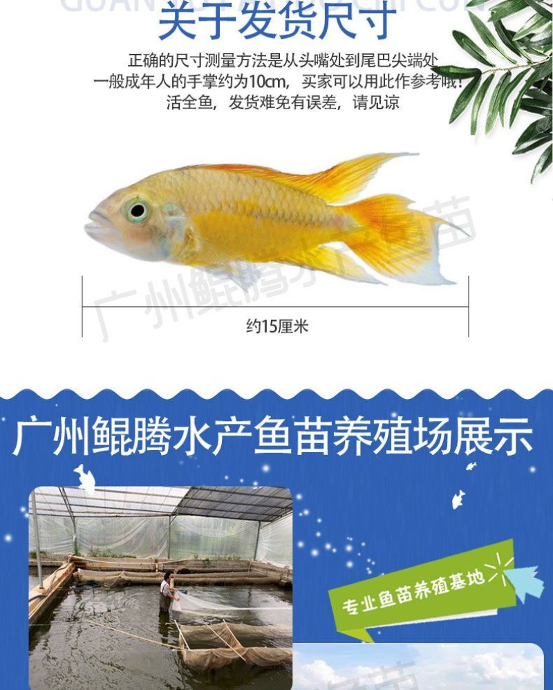 鱼苗桂花鱼鲲腾鱼苗好鱼苗鲲腾出产地直销百万现货