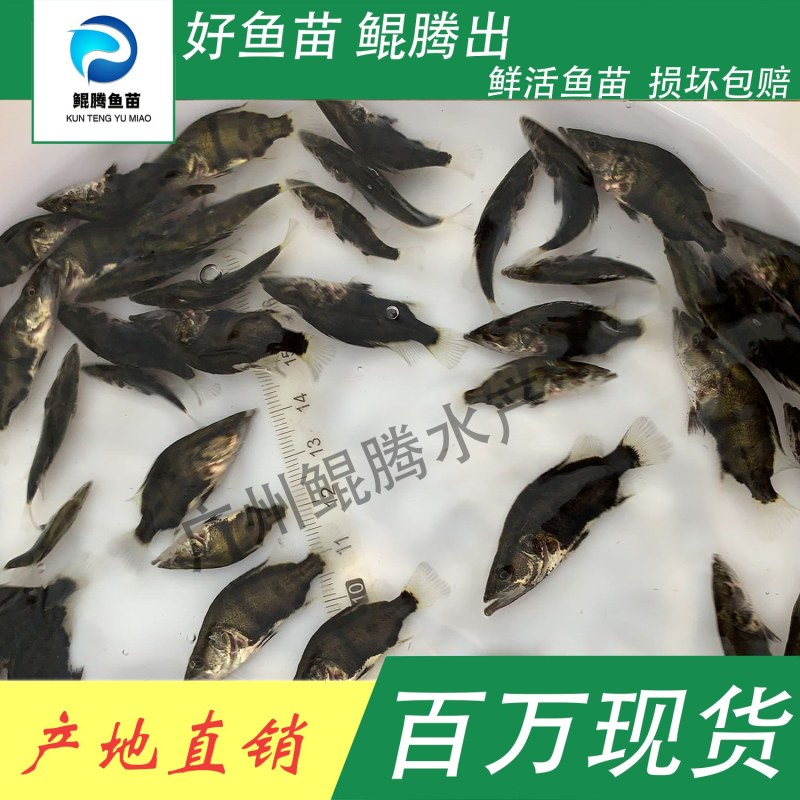 鱼苗桂花鱼鲲腾鱼苗好鱼苗鲲腾出产地直销百万现货