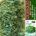 芝麻菜种子