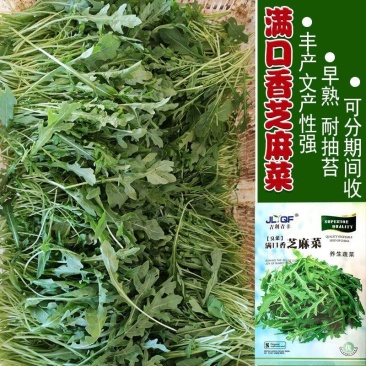 芝麻菜种子