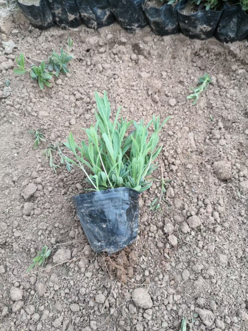 薰衣草杯苗多年生草本植物花海基地直供提供技术指导