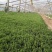 薰衣草杯苗多年生草本植物花海基地直供提供技术指导