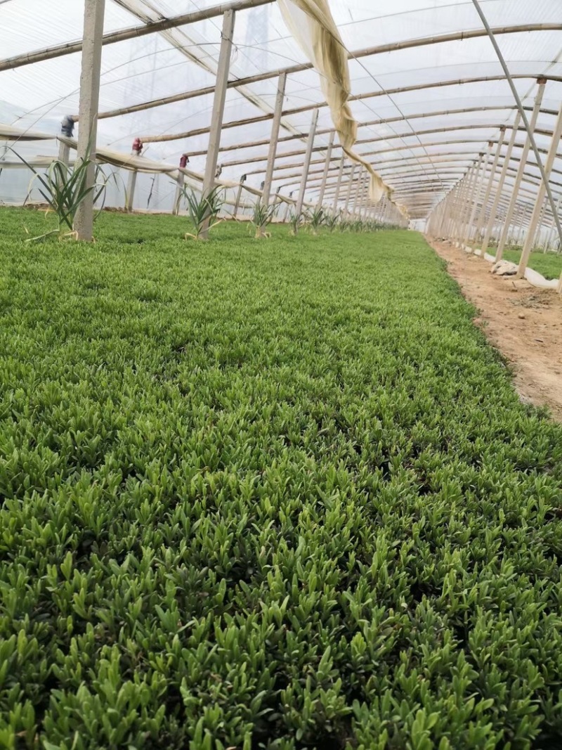 薰衣草杯苗多年生草本植物花海基地直供提供技术指导
