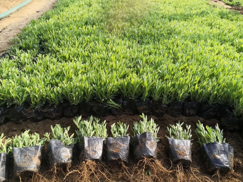 薰衣草杯苗多年生草本植物花海基地直供提供技术指导
