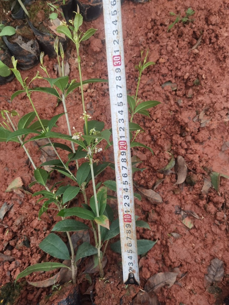 四季桂四季桂小苗40分高四季桂一手货源
