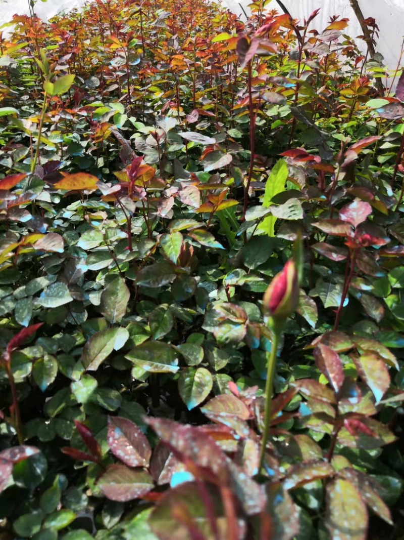 红帽月季基地直销