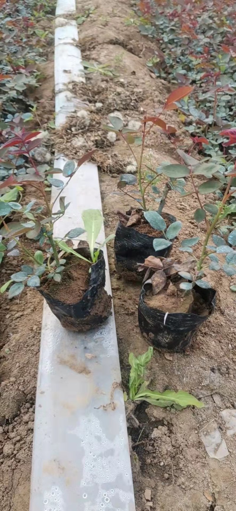 红帽月季基地直销