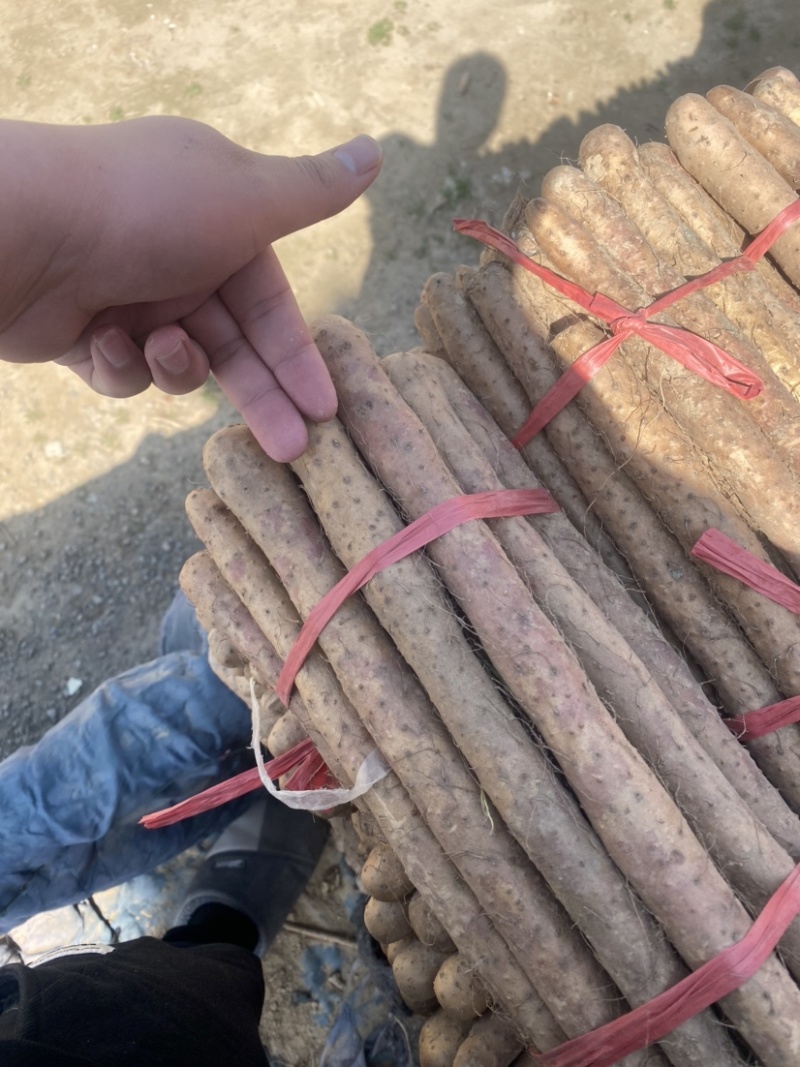 山药山东铁棍山药精品二货粗度好标杆直批发零售一件代发