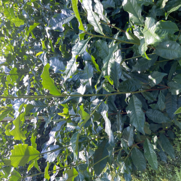 英红九号茶苗鸿雁12号金宣白茶红茶绿茶乌龙茶苗
