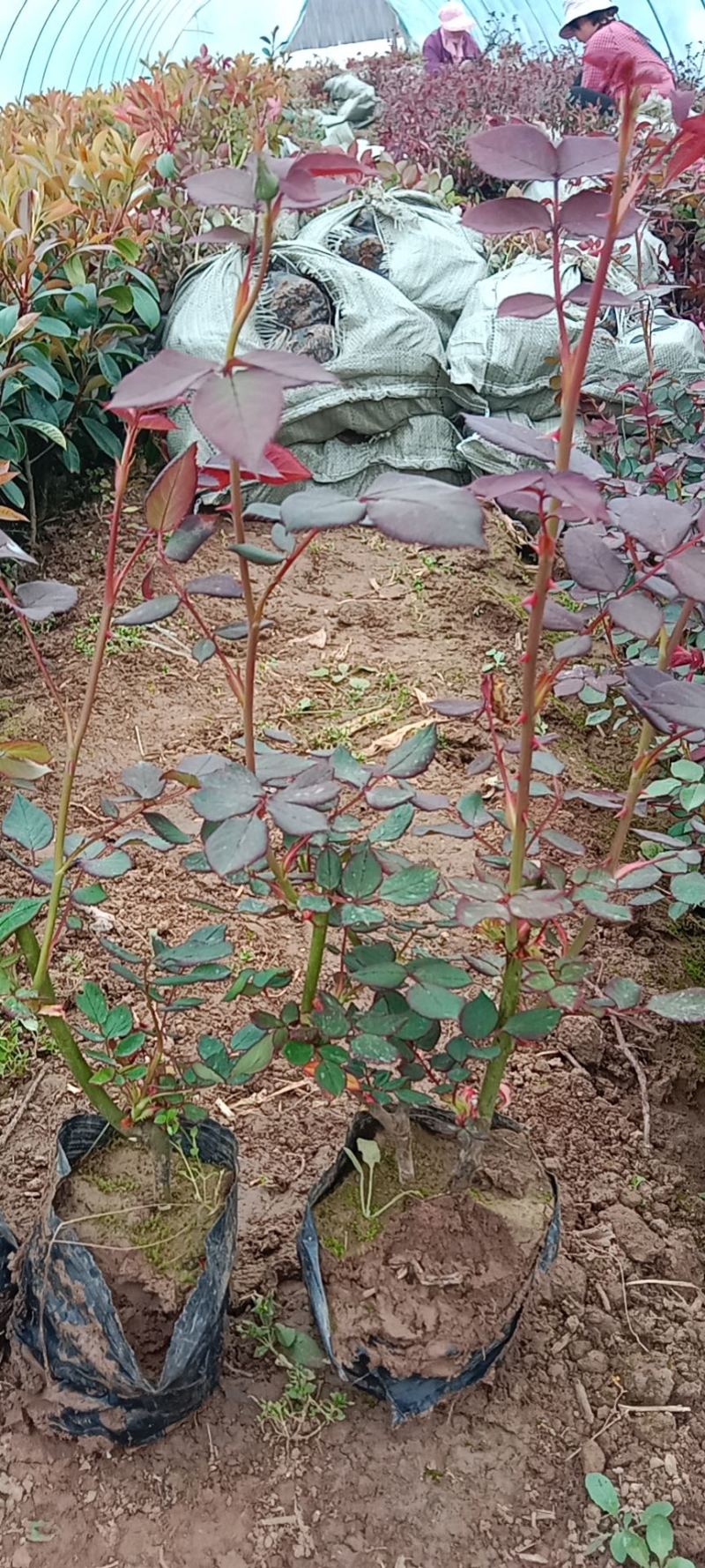 红帽月季基地直销